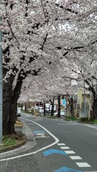教室は桜並木の美しい和田通沿いにあります。