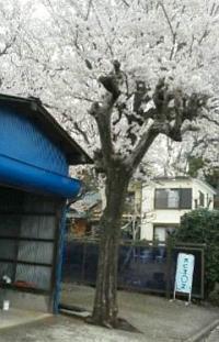 春には教室の入り口に桜が咲きます。