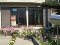 BabyKumonも募集中。教室の周りにお花も咲きました。