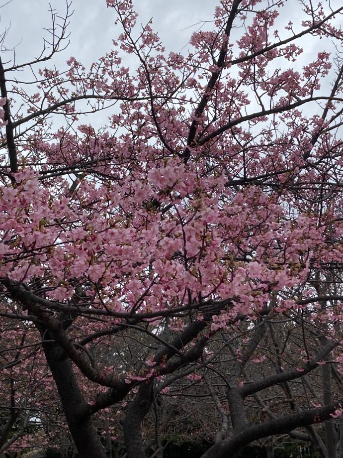 子どもたちに<br />
春を告げる桜が<br />
浦安の街に<br />
咲き始めました