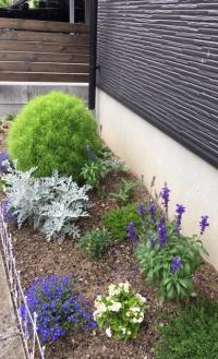 教室の花壇です。