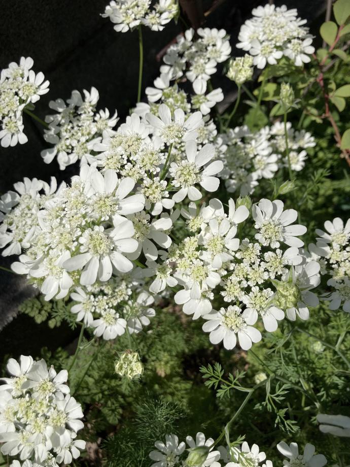 オルレア ホワイトレース。純白の可憐な花が清々しい。