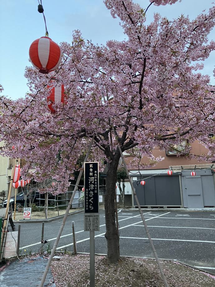 敷地内には河津桜があり、教室内からの景色も抜群です！
