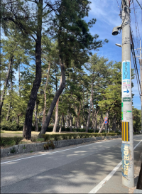 浜の宮中学校と浜の宮公園の間の道に電柱看板を設置しています。