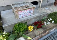 教室の隣に暮らす「めだかの家族」<br />
秋にはめだかの赤ちゃんが生まれます。