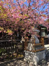 春は河津桜の花がとてもきれいです。他に梅や椿など四季折々の花が一年中楽しめます。