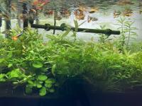 アクアリウムもお出迎え