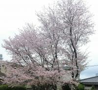 春は駐車場に見事な桜が咲きます。<br />
<br />
