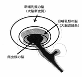 脳の図プレス.jpg